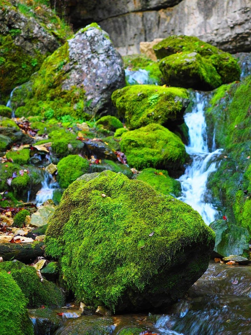 Moss Wall Art